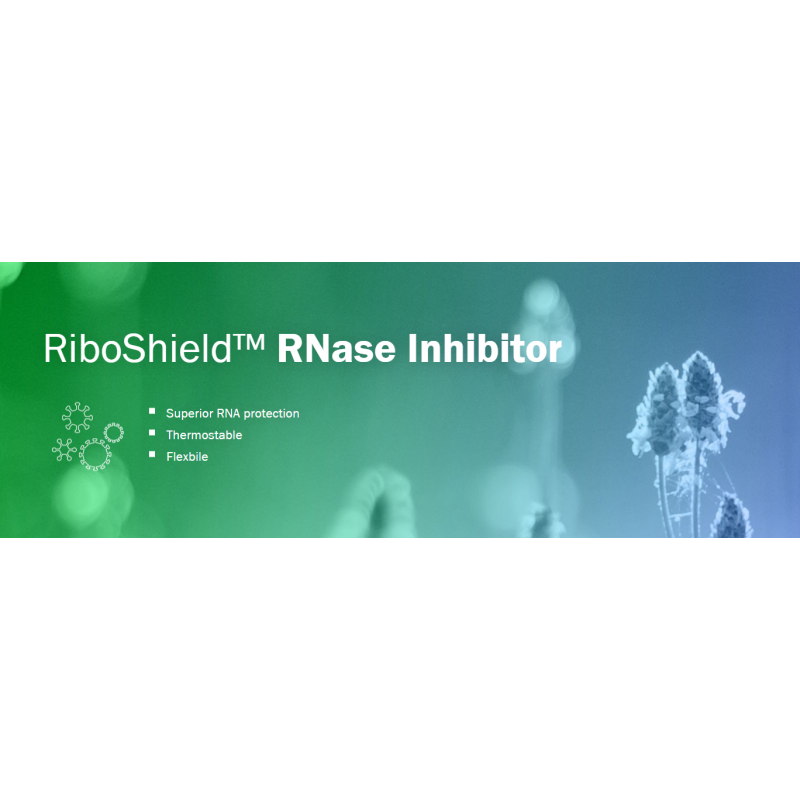 RiboShield™ RNase Inhibitor