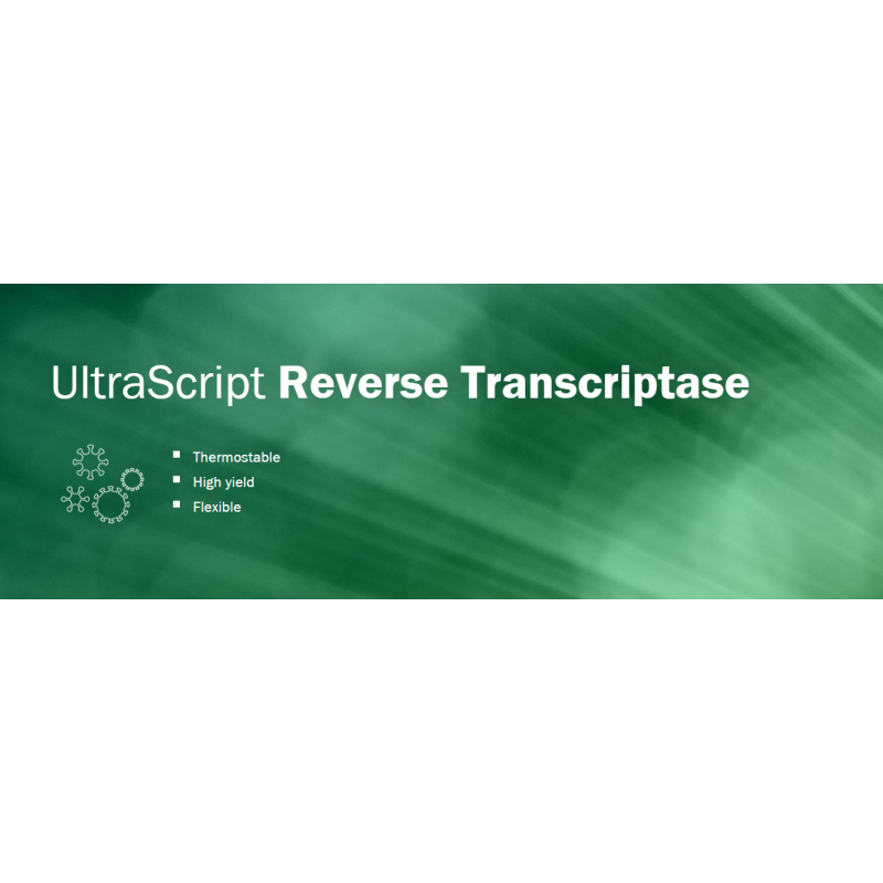 UltraScript Reverse Transcriptase