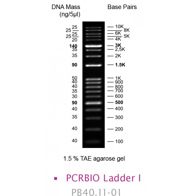 PCRBIO Ladder I (100)