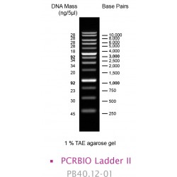 PCRBIO Ladder II (100)