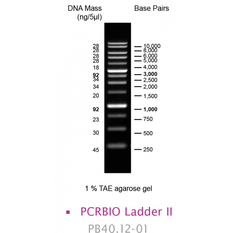PCRBIO Ladder II (500)