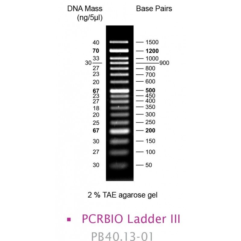 PCRBIO Ladder III (100)