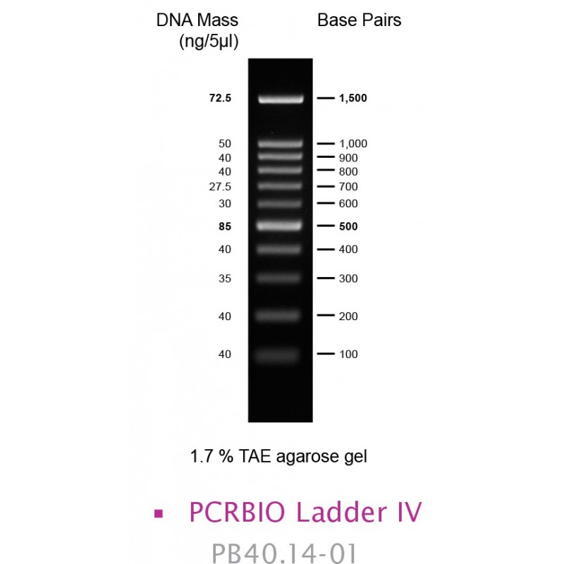 PCRBIO Ladder IV (500)